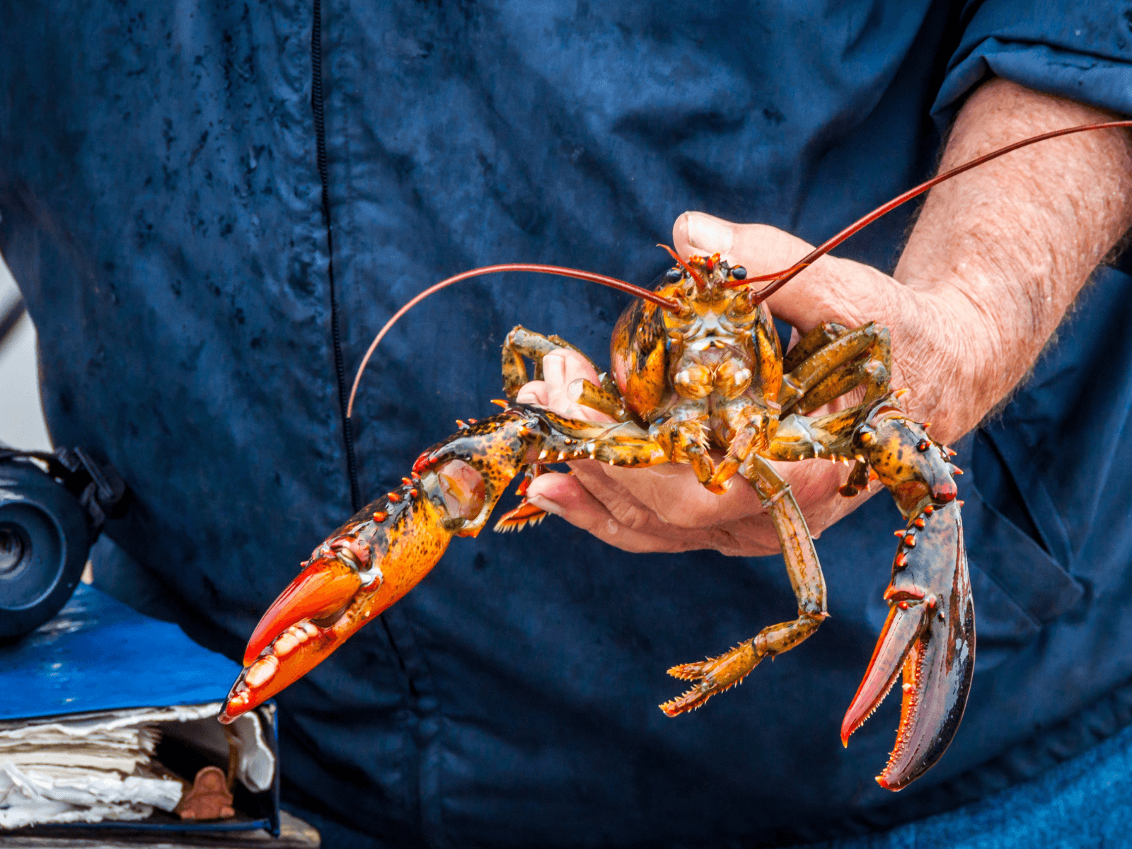 Fillet Hummer Hummerfisket er i gang – her er rådene som kan redde liv ...