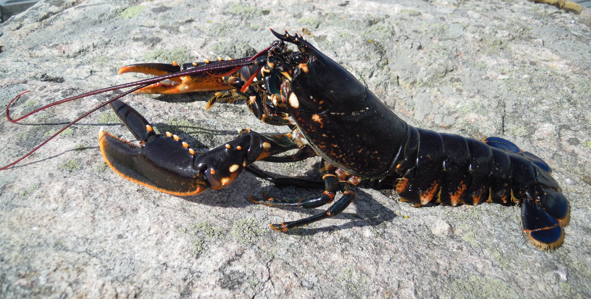 WIKIMEDIA - Arnstein Rønning - Homarus_gammarus Hummer ligger på stein